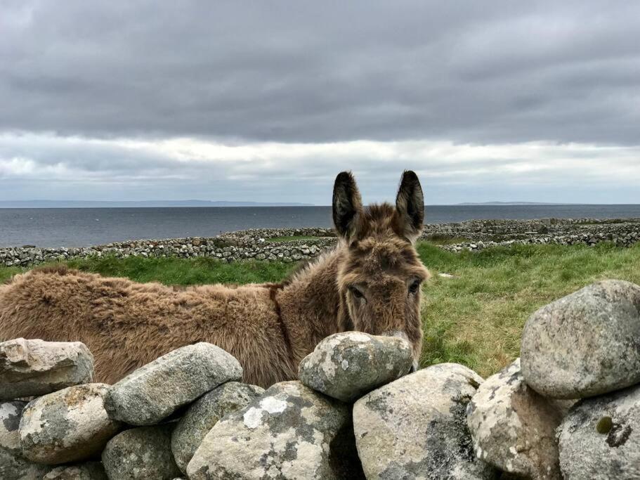 Apartamento Curlews Rest - Gateway To The Aran Islands Galway Exterior foto